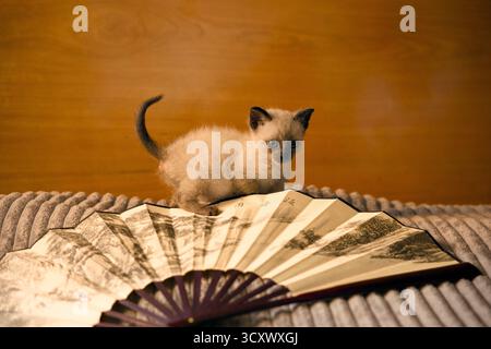 Curioso gattino siamese che cammina vicino alla ventola della carta Foto Stock