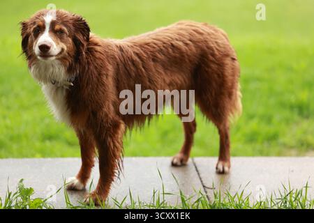 Il cane bianco e marrone si trova in una zona erbosa Foto Stock