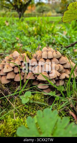 Gruppo di piccoli funghi bruni che crescono sul fondo della foresta tra erba e muschio in autunno Foto Stock