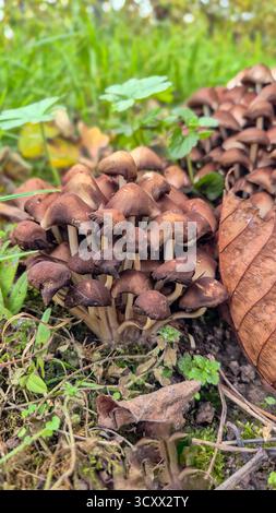 Gruppo di piccoli funghi bruni che crescono sul fondo della foresta tra erba e muschio in autunno Foto Stock