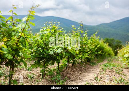 Le viti verdi si estendono su un vigneto rurale, mostrando una vegetazione lussureggiante. La scena cattura un paesaggio sereno con montagne sullo sfondo e. Foto Stock