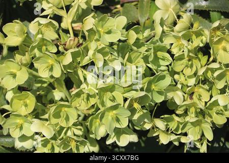 Cornice completa di fiori verdi pallidi di chartreuse con foglie agrillate. Helleborus argutifolius Foto Stock