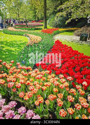 Lisse, Olanda, Paesi Bassi - 25 aprile 2025: Parco Keukenhof con letti serpeggianti di tulipani multicolori e prati verdi lussureggianti con i visitatori che passeggiano per Foto Stock