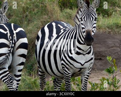 Ritratto ravvicinato di una zebra che guarda direttamente nella fotocamera nella riserva di Masai Mara, Africa Foto Stock