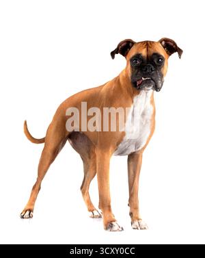 pugile femminile davanti a sfondo bianco Foto Stock