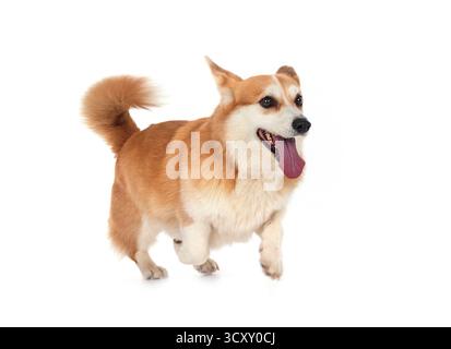 Pembroke Corgi gallese di fronte a sfondo bianco Foto Stock