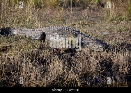 Coccodrillo del Nilo (Crocodylus niloticus), Parco Nazionale del Chobe, Botswana Africa Foto Stock