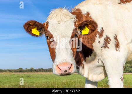 Testa di mucca da latte, giovenca rossa e bianca, primo piano sassoso, un viso carino e giovane e naso rosa, si dirige verso il basso curioso Foto Stock