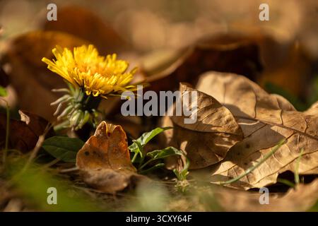 Dandelion Bloom tra le foglie autunnali cadute Foto Stock
