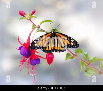Macro di una farfalla monarca (danaus plexippus) che poggia su un fiore fucsia. Foto Stock