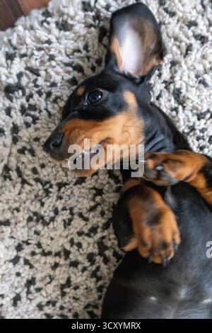 simpatico cucciolo di dachshund nero, piccolo cane a casa Foto Stock