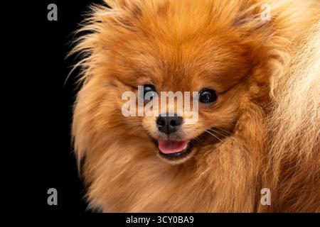 Primo piano ritratto in studio di un peluche cane da cucciolo di Pomerania arancione, felice e sorridente con la lingua leggermente fuori su sfondo nero Foto Stock