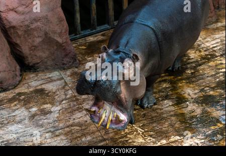 Il potente ippopotamo mostra le sue zanne pericolose con una bocca aperta in uno zoo. Concetto di aggressione animale e fauna selvatica in cattività. Alti quali Foto Stock