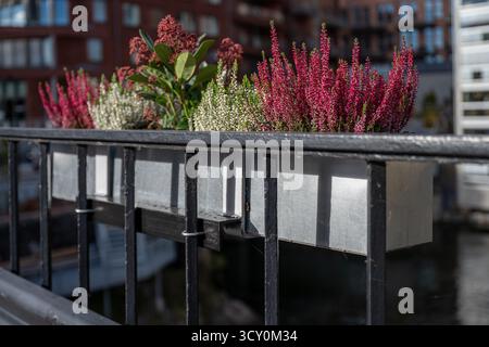 Scatola da fiori con erica comune, utilizzata come pianta decorativa in autunno in Svezia Foto Stock