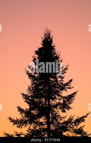 La silhouette nera di un pino alto si erge su un morbido tramonto arancione, trasmettendo calma, solitudine e bellezza naturale. Foto Stock