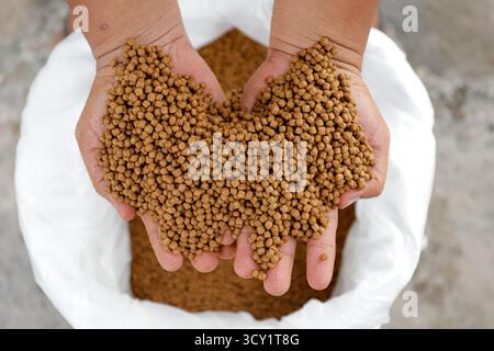 Pellet di alimento per pesci di qualità superiore in mano – Nutrition per acquacoltura Foto Stock