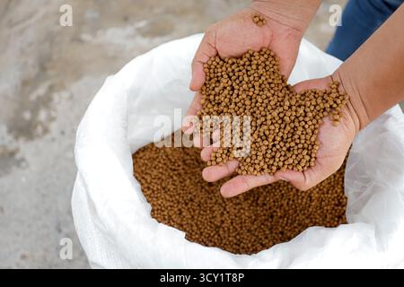 Pellet di alimento per pesci di qualità superiore in mano – Nutrition per acquacoltura Foto Stock