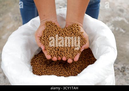 Pellet di alimento per pesci di qualità superiore in mano – Nutrition per acquacoltura Foto Stock