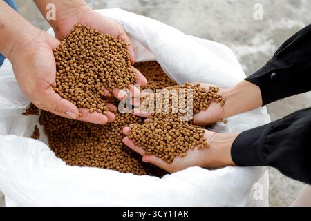 Pellet di alimento per pesci di qualità superiore in mano – Nutrition per acquacoltura Foto Stock