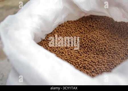 Pellet di alimento per pesci di qualità superiore in mano – Nutrition per acquacoltura Foto Stock