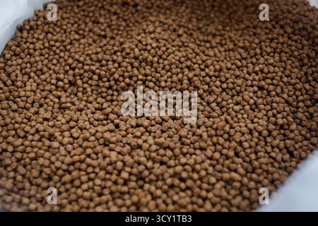Pellet di alimento per pesci di qualità superiore in mano – Nutrition per acquacoltura Foto Stock