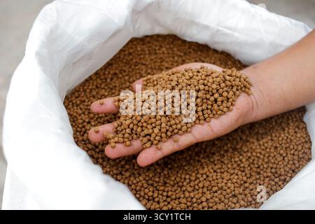 Pellet di alimento per pesci di qualità superiore in mano – Nutrition per acquacoltura Foto Stock