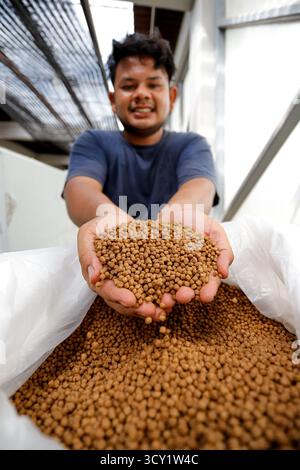 Pellet di alimento per pesci di qualità superiore in mano – Nutrition per acquacoltura Foto Stock