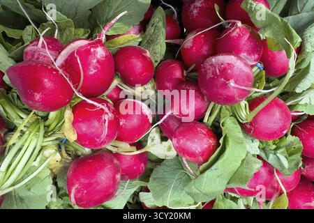 Ravanello da giardino (Raphanus sativus) raccolti radiaci dieta vegetariana cruda vegano dieta sana, internazionale Foto Stock
