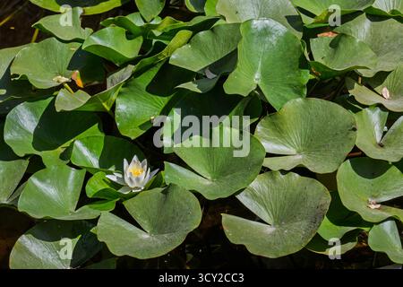 Nymphaea alba, la ninfea bianca europea o nenuphar bianco, è una pianta acquatica della famiglia delle Nymphaeaceae. E' nativo Foto Stock