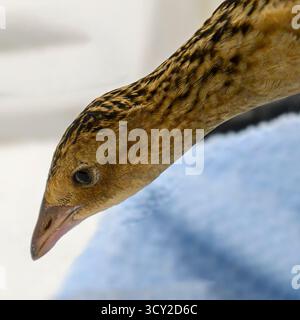 Immagine digitalmente migliorata di un ritratto ravvicinato di un Rallo di mais il Rallo di mais (Crex crex) riproduce in Europa e Asia fino alla Cina occidentale, e. Foto Stock
