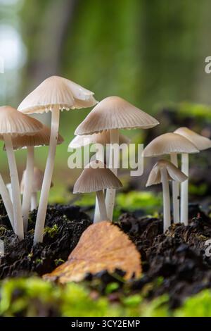 Piccoli gruppi di alloidi di Amanita e Mycena galericulata emergono dalla terra umida, circondati da muschio vibrante in una tranquilla foresta durante il da Foto Stock
