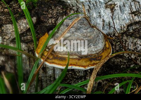 La Fomitopsis pinicola, è un fungo di decadimento dello stelo comune sugli alberi di legno tenero e duro. Il suo corpo di frutta conca è noto come conca con cintura rossa. La specie lo è Foto Stock