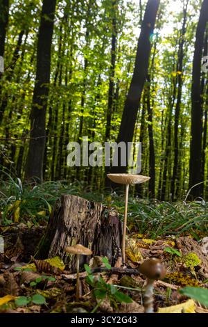 Un fungo della specie Oudemansiella radicata emerge da un ceppo d'albero in decadenza tra un fogliame verde vibrante, illuminato da una luce soffusa filteri Foto Stock