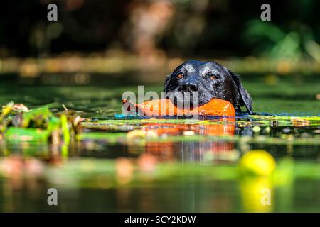 Black labrador retriever che nuota con un giocattolo in bocca Foto Stock