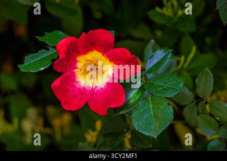 Cocktail, una rosa arrampicata in fiore con petali rossi luminosi e un centro giallo dorato. Abruzzo, Italia, Europa Foto Stock