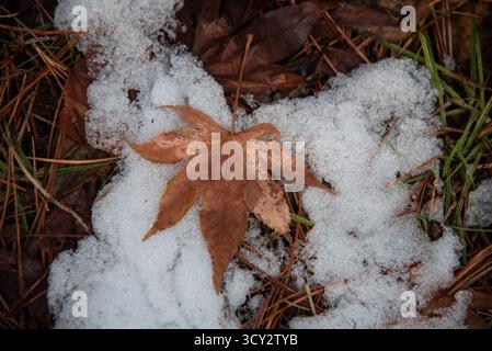 Una foglia di acero marrone su terreno innevato con aghi di pino. Foto Stock