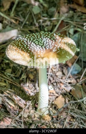 Amanita pantherina, Panther Cap Mushroom om Isola di Shodoshima, Giappone Foto Stock