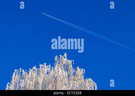 Cima agli alberi con hoarfrost e un aeroplano volante con piste di vapore bianco sul cielo blu Foto Stock