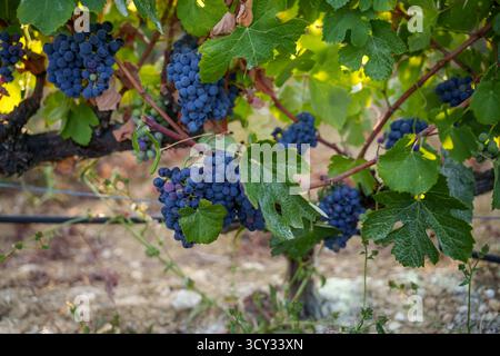 I grappoli di uva blu matura sono appesi a una vite lussureggiante con foglie verdi in un vigneto durante la stagione della vendemmia Foto Stock
