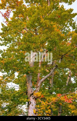 Faggio in autunno, colori autunnali, autunno, alberi europei, monte Lovcen, Kotor Bay, Europa. Foto Stock