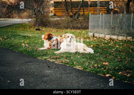 Due compagni di cane che riposano sull'erba in autunno Foto Stock