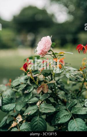 Una rosa rosa pallida che fiorisce tra le foglie verdi Foto Stock