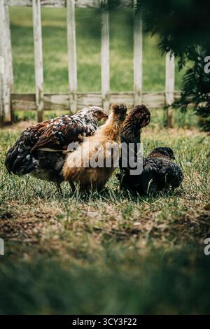 Polli che si nutrono su erba verde in un'azienda agricola Foto Stock
