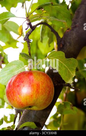 mela melrose appesa al ramo con foglie. frutta biologica matura dolce sull'albero. raccolta rurale autunnale su sfondo verde di fogliame sfocato in Foto Stock