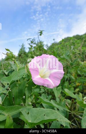 Hedge Bindweed - Calystegia sepium subsp. roseata Foto Stock