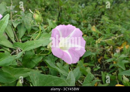 Hedge Bindweed - Calystegia sepium subsp. roseata Foto Stock