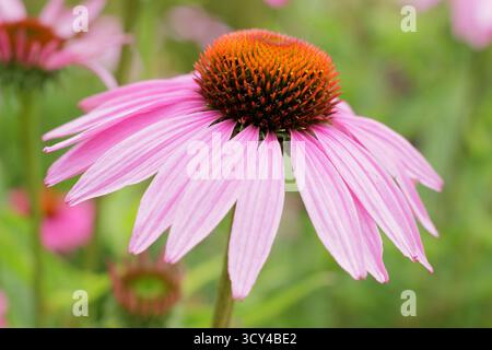 Echinacea purpurea Magnus. Il coneflower viola mostra caratteristici fiori rosa intenso e centri prominenti in estate. Fiore di conio "Magnus". Foto Stock