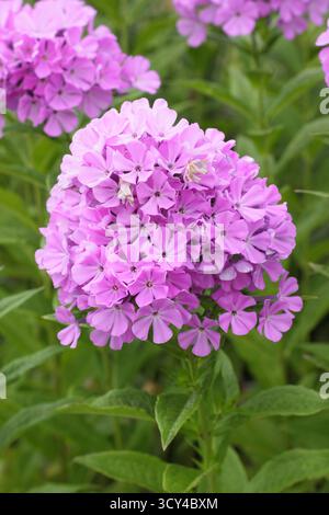 Phlox x x arendsii "Lilac di Luc" che mostra caratteristiche cupole di fiori rosa a metà estate. Chiamato anche Phlox paniculata "Lilac di Luc". Foto Stock
