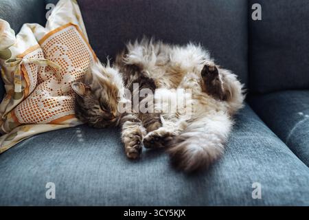 primo piano gatto soffice grigio Foto Stock