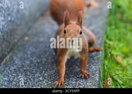 Eurasian red squirrel (Sciurus vulgaris) looking at the camera, arboreal rodent in the family Sciuridae. Foto Stock